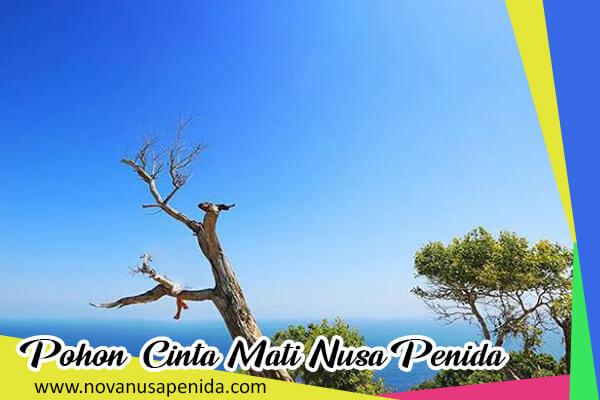 Pohon Cinta Mati di Nusa Penida